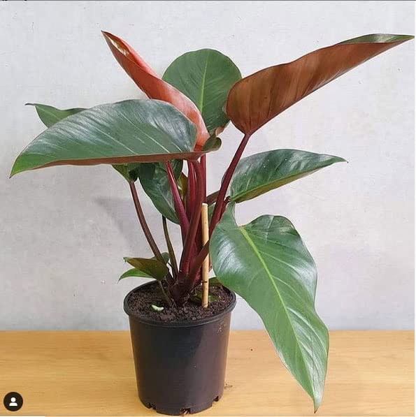 Mphmi Plant Philodendron Red Congo - Plant (B08ZXVYXRP) Amazon Price History, Amazon Price Tracker