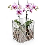 Dranvosk 304 Stainless Steel Staghorn Fern Wall Planter Basket,Vertical Hanging Holder for Orchids Indoor Outdoor, Rustproof Metal Planter for Plants, Wall Mount Frame Kit