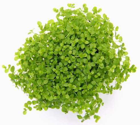 XL In-Vitro Mini-Glossostigma - Wasserpfeffer/Micranthemum 'Monte Carlo'