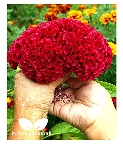 cox comb flower 50 seed