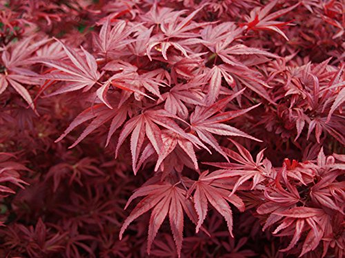 Shaina Japanese Maple 2 - Year Live Plant #TOP5