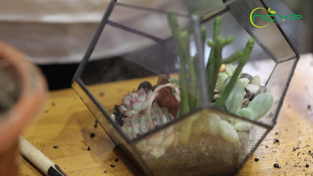 Terrarium Géométrique Dodécaèdre Noir Et Verre - Support Pour Plantes Succulentes Ou Décoration - 17,5cm