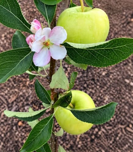Image of All-Time 12 Months Hybrid GRAFTED Live Fruit Plant Original & Authentic Organic Tree for Outdoor Fast-Growing Fruit Plant Home Gardens Pack Of-1 (Golden Dorsett Apple Plant Live, Medium)