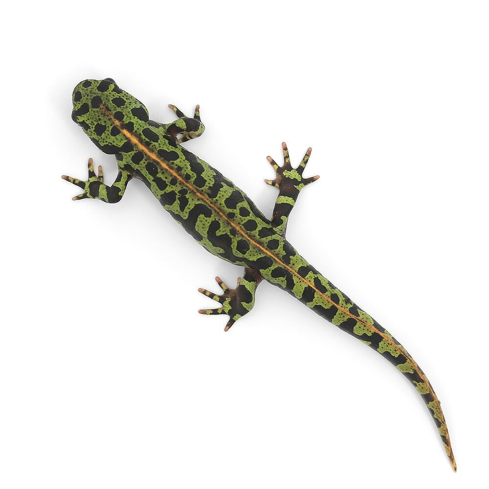 マダライモリ　美個体　３匹 Amazon | （両生類）マダライモリ Mサイズ（1匹） 北海道・九州航空