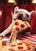 Dog With Cheesy Pizza Slice - Avanti Funny Bulldog Birthday Card
