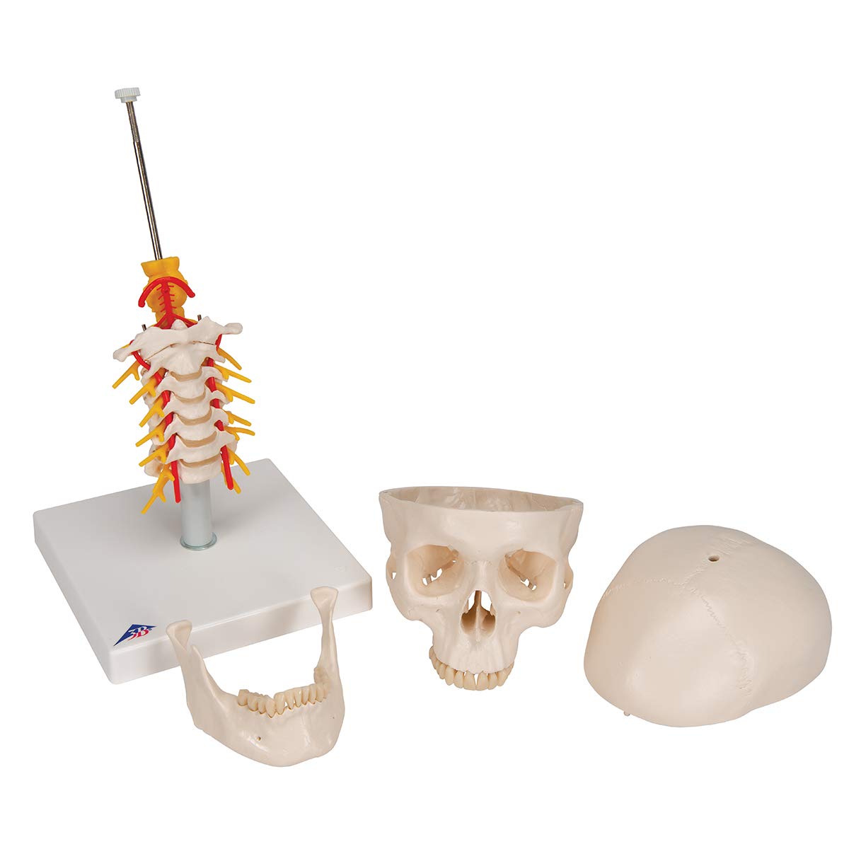 3B Scientific naukowa anatomia człowieka - model ludzkiej czaszki na odcinku szyjnym z połączeniami magnetycznymi, 4 części darmowe oprogramowanie do anatomii - 3B Smart Anatomy