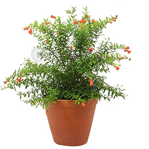 Plants Point Live Black Anar/Pomegranate Fruit Plant with Pot