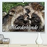 marderhund stimme PERFEKTES GESCHENK - Unsere Premium-Kalender sind als besonderes Geschenk für den Freund, die Freundin, den Mann, die Frau, Ehemann und Ehefrau, für den Jahrestag, Geburtstag, den Hochzeitstag, zur Verlobung, zum Einzug, für Kinder und Erwachsene, für frisch Verliebte oder ein altes Ehepaar, für Oma und Opa, für Papa und Mama, den Geschäftspartner, für jung und alt geeignet.