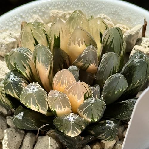 多肉植物 観葉植物 ハオルチア ハオルシア 赤い鳥オブツーサ錦 極上斑 レア 透き通る 美しい プレゼント ギフト 観葉植物室内 おしゃれ 引っ越し祝い 新築祝い インテリア 珍しいハオ楽園 A156