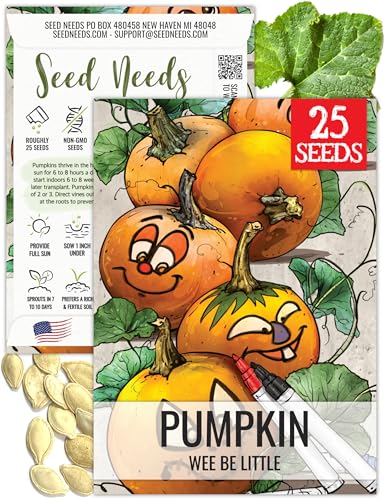 Seed Needs Wee Be Little Pumpkin Seeds to Plant Heirloom & Non-GMO 1 Pack