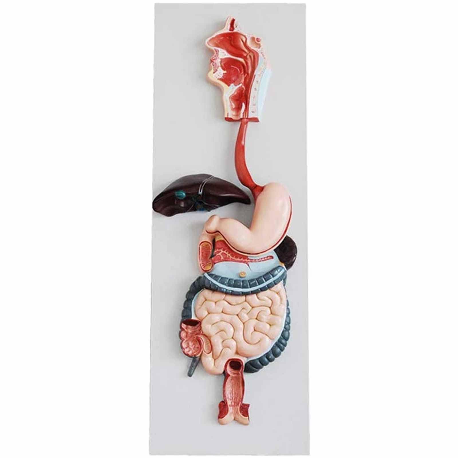 Life Size Human Digestive System Model, Internal Body Of Model with Anatomy Digestive Tract Coronal Stomach And Transverse Colon, Pedestal, 3 Parts Medical Teaching Display Tool