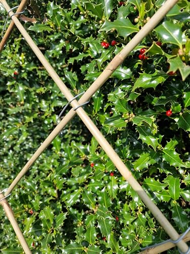 50 STK Tonkinklammern Stangenverbinder Bambusklammer Gerüstklammer für ø 8-16 mm