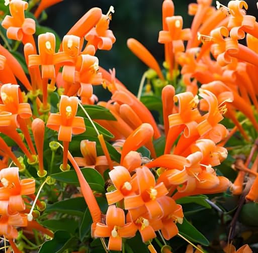 HariGuru Orange Flaming Vine Plnat Hybrid (B0CPJLHTT7) Amazon Price History, Amazon Price Tracker