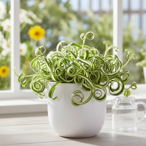 Curly Spider Plant Spider Plant Live Houseplant Well Rooted in 2 Inc Pot 3-5 Inc Tall Variegated Foliage Easy Care Houseplant for Home and Office Decoration