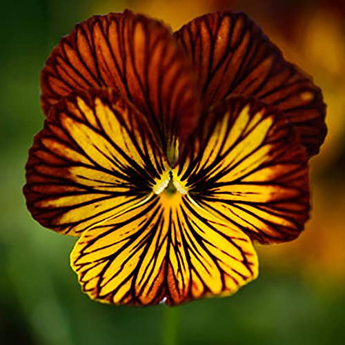 YEGAOL Garden 30Pcs Tiger Eye Flower Seeds Violet Pansy