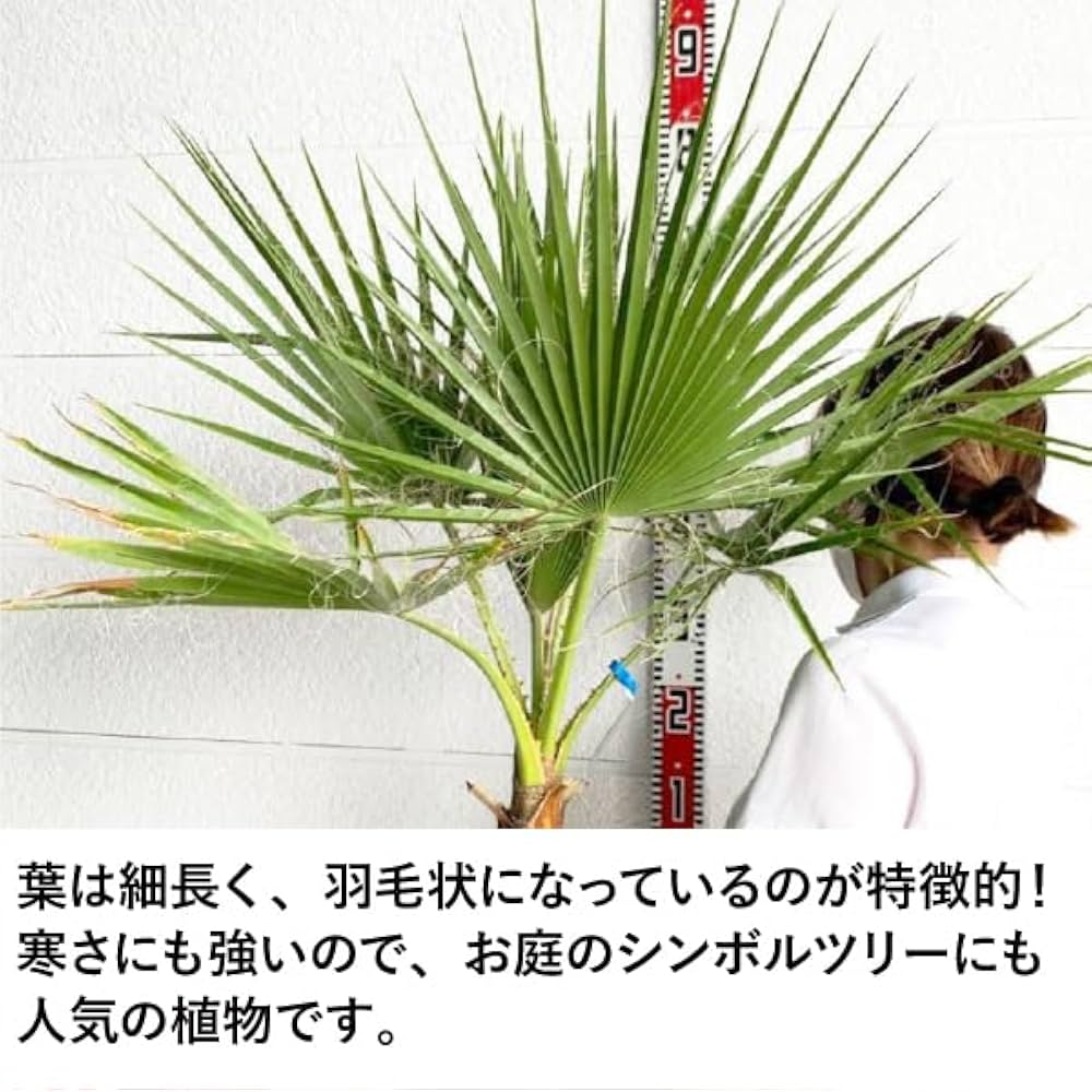 Amazon.co.jp: ［生産者直送］ワシントンヤシ 樹高約0.8m 庭木 人気