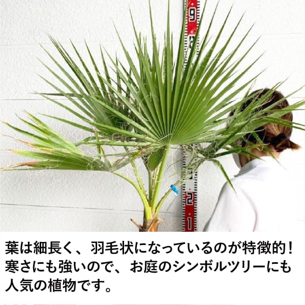 Amazon.co.jp: ［生産者直送］ワシントンヤシ 樹高約0.9m 庭木 苗木