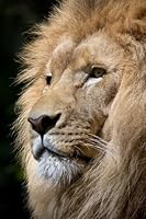 Lion in Thought Journal: (Lion Journal, Lion Mane, Notebook, Diary, Log Book, School Composition Book, 6 x 9", Medium, Ruled) 1717596134 Book Cover