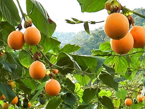 Sweet Granadilla Passiflora Ligularis Grenadilla PassionFrụit Flọwering 10 Séẹds