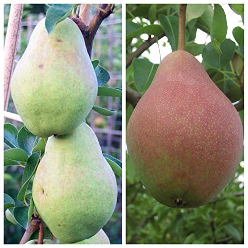 Duo Birnenbaum Clapps Liebling und Williams Christ als Buschbaum