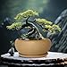MUZHI 9.5” Round Large Ceramic Bonsai Bowl Planter，Clay Succulent Plant Pot Container with Saucer