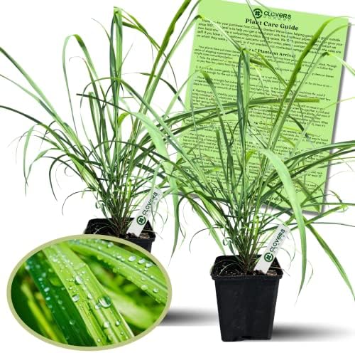 Clovers Garden Lemongrass Plants - Two (2) Live Plants – Non-GMO - Not Seeds - Each 4" to 8" Tall – in 4" Inch Pots Edible Medicinal Herb, Mosquito Garden Plant, Cymbopogon Citratus