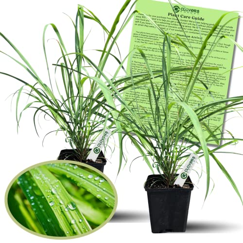 Clovers Garden 2 Large Lemongrass Plants Live - Mosquito Repellent Plants 4”– 7” Tall in...