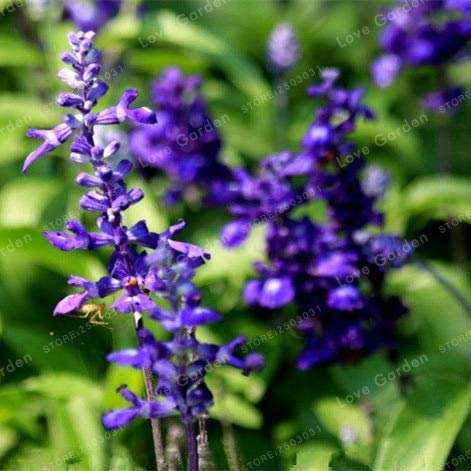 Generic Semi di salvia freschi 100 pezzi por piantare blu; solo semillas