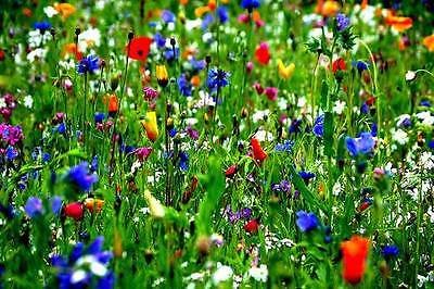 50g Meadow Wild Flower Seeds ANNUALS PERENNIALS Acidic & Clay SOILS 70/30 Mix 55