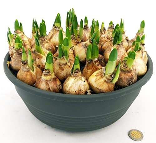 POWERS TO FLOWERS - GIACINTO XXL CIOTOLA 30 CM DIAMETRO, BLU, pianta vera