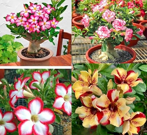 Generic DPEYARO0 Bonsai Adenium Plant, Multicolor, Pack of 10 - Image 4