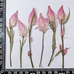 YDHWY Premere Fiori secchi 60 Pezzi BOTANICI BOTANICI TOTOLI di INVITAMENTO Casse Pelle SEGGI EC. (Color : A, Size : As The Picture Shows)