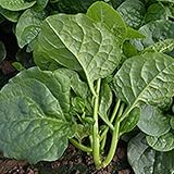 Malabar Spinach 3 g Packet ~80 Seeds – Big Round Leaf Heirloom Basella ALB Non-GMO, Open-Pollinated, Heat-Tolerant Climbing Spinach – 50–60 Days to Maturity – Ideal for Warm Climates & Gardening