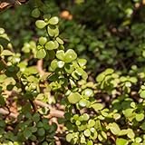 portulak - portulaca - kräutergarten küche, küchenkräuter bio alte gemüsesorten mehrjährig 550samen