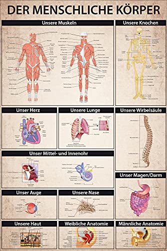 1art1 Der Menschliche Körper Poster Anatomie, Muskeln Knochen Organe Plakat | Bild 91x61 cm