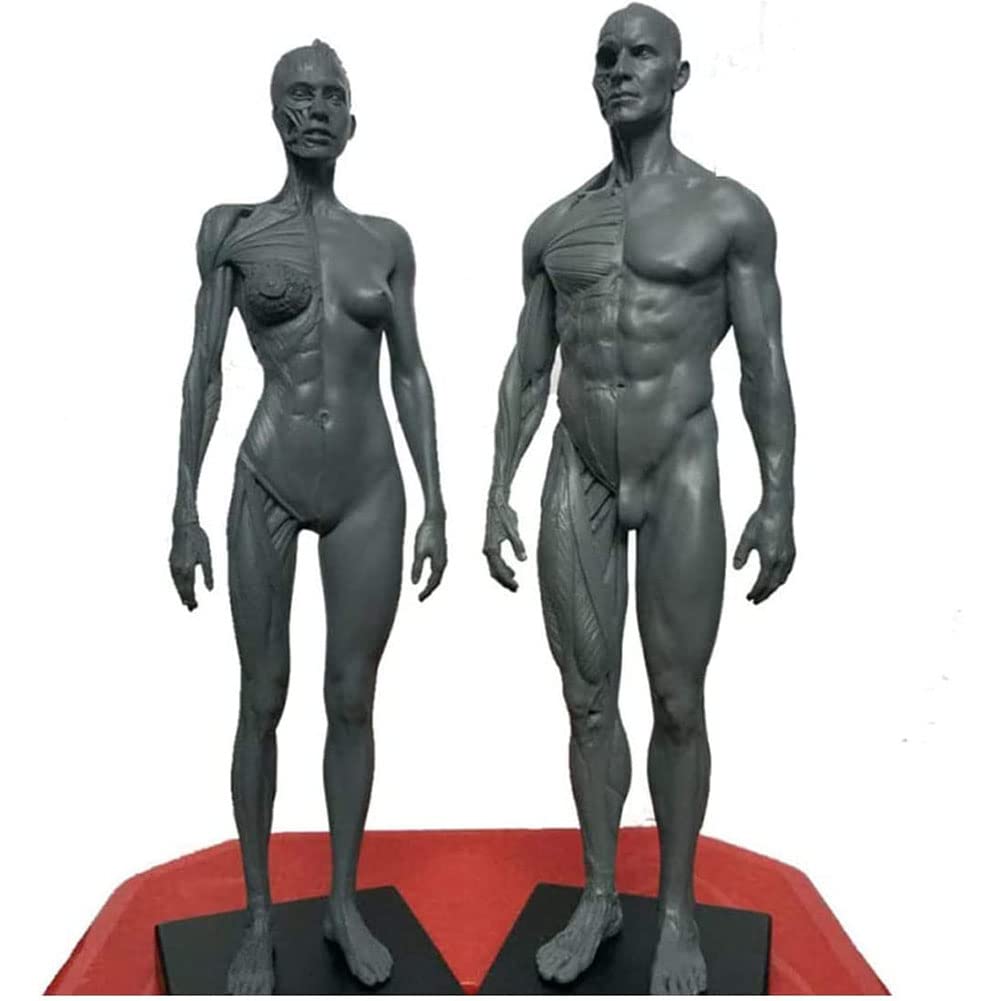 Anatomia del Corpo Umano Figura, Muscolo Maschio Donne Umano Scheletro Modello Anatomico, Anatomico Umano Muscolare Bone Modello, Riferimento per L'artista, 30 cm, 2 Pezzi