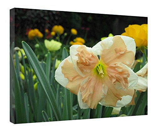 Toile imprimée double jonquilles de qualité avec cadre en bois véritable 40x50cm
