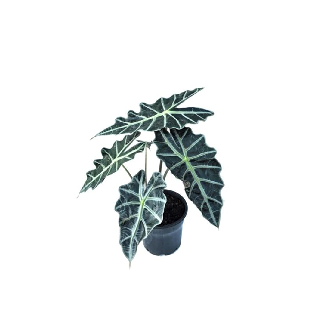 Plantshive Alocasia Polly/Alocasia Amazonica Indoor Plant with Plastic Pot, Black, Medium, 1 Piece (B093ZYKCZ3) Amazon Price History, Amazon Price Tracker