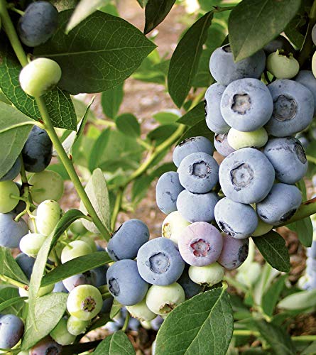 1019-Blueberry Highbush (Vaccinium Corymbosum) Seeds By Robsrareandgiantseeds Upc0764425785958 Non-Gmo,Organic,1019 Package Of 50 Seeds #TOP5