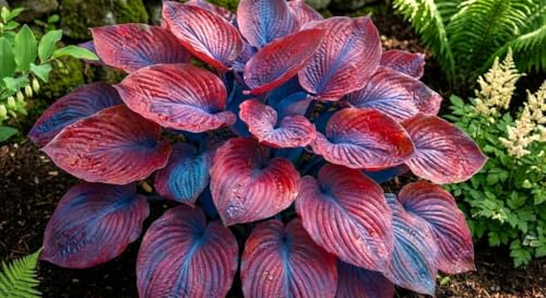 Image of Hosta Seeds For Planting (200 SEEDS) Low Maintenance - Grow Indoor /Outdoor Both - Grow Year Round (RED BLUE DUO)
