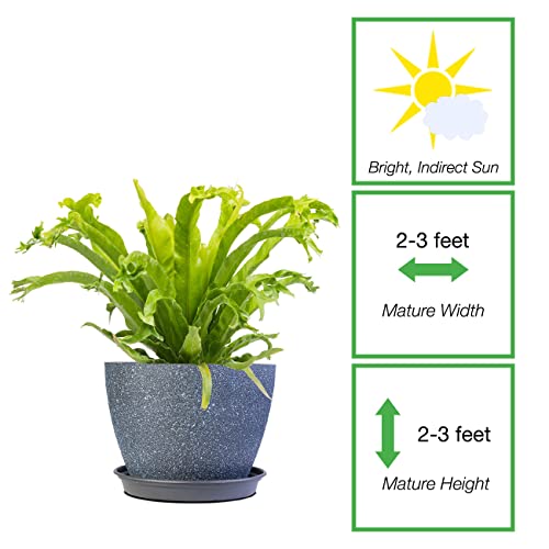 Perfect Plants Birds Nest Fern 'Leslie' 6In. In Midniight Blue Décor Pot | Asplenium Nidus 'Birds Nest' | Easy Care Houseplant | Perfect For Low To Moderate Light Conditions | Low Mantainence #TOP1