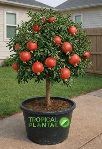 Pomegranate Tree Live Fruit Tree Hardy Outdoor Plant USDA Certified