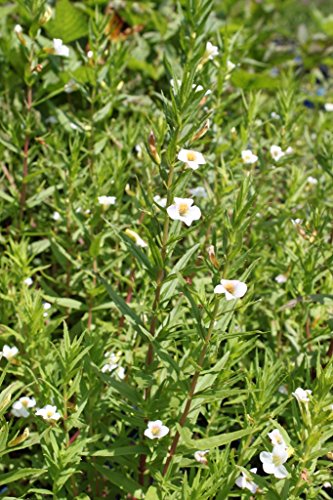 2er-Set - Gratiola officinalis - Gottes-Gnadenkraut, weiß -...