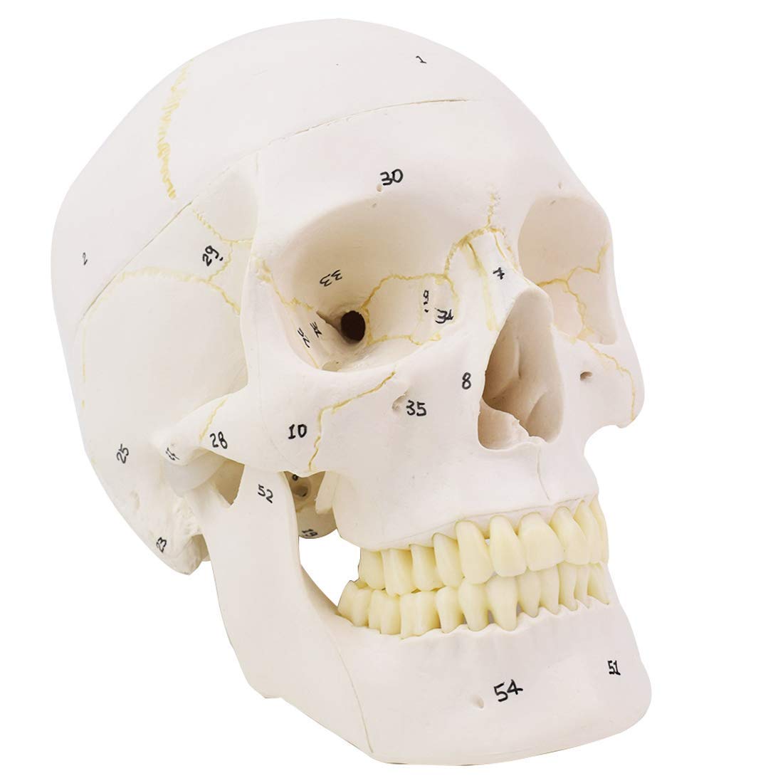 Model skóry, ludzka czaszka, model anatomiczny, naturalnej wielkości czaszka, logo cyfrowe, zdejmowane, edukacja medyczna, materiały edukacyjne
