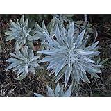 Magic Seeds 1000 Seeds California White Sage Artemisia Ludoviciana Make Smudge Sticks