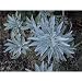 Magic Seeds 1000 Seeds California White Sage Salvia Apiana Make Smudge Sticks