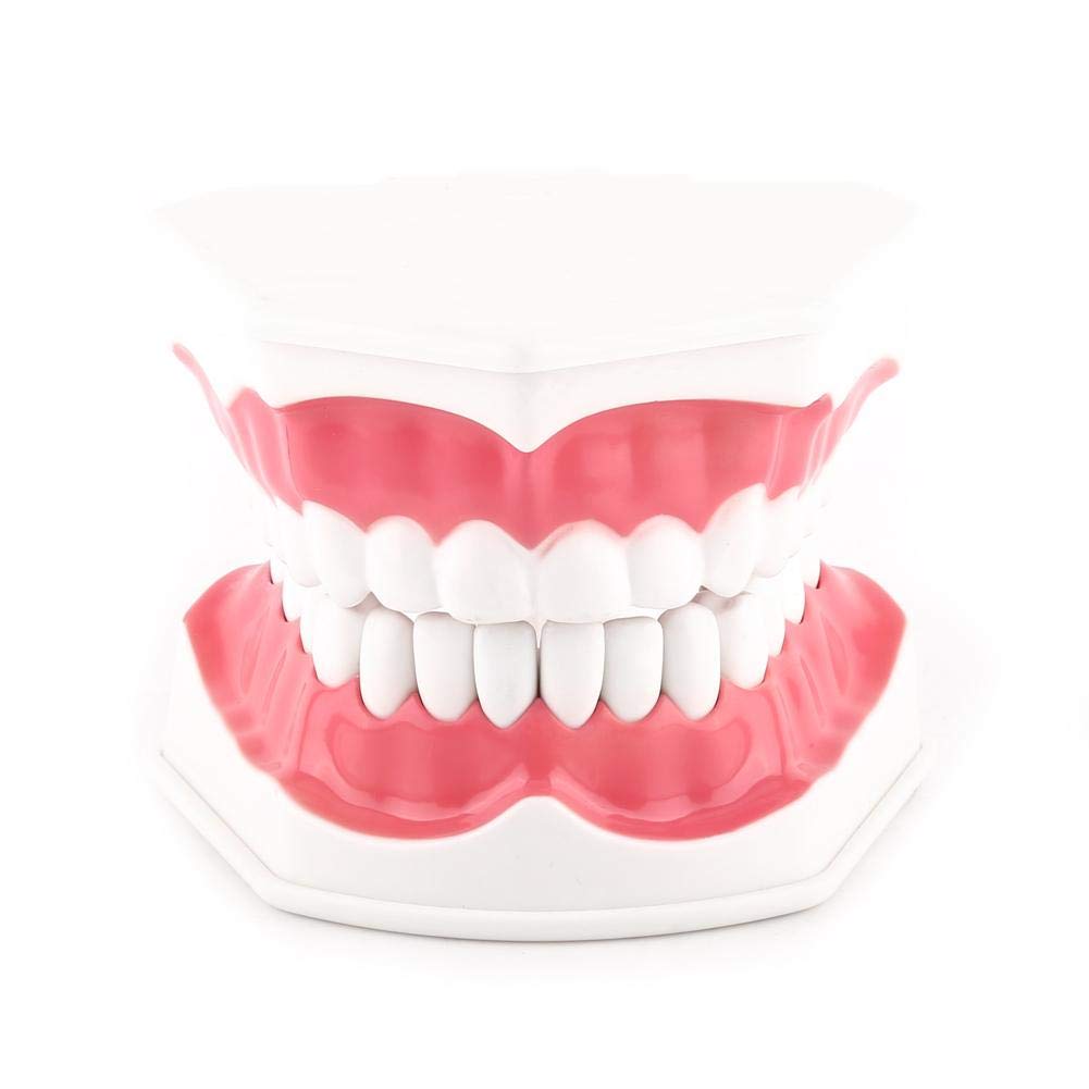 Akozon 1pc Modèle Dentaire 28 Dents Enseignement Dents Brossage Etude Démonstration Dentiste Outil