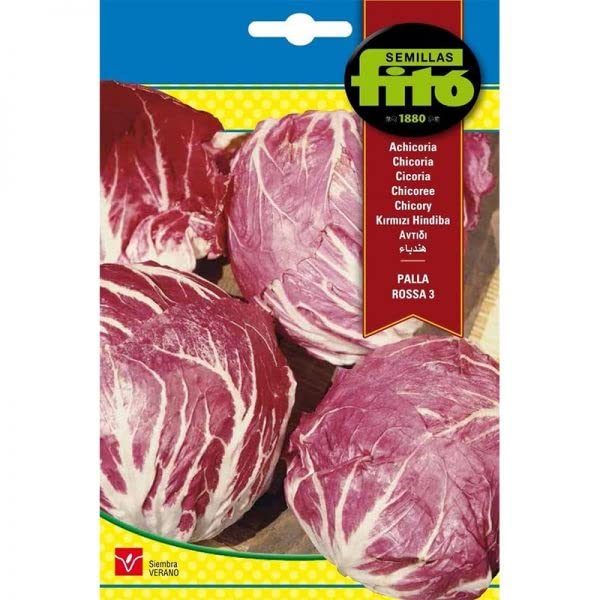 Fito Chicory Premium Quality Seeds by Semillas Fitó"Garden Care"