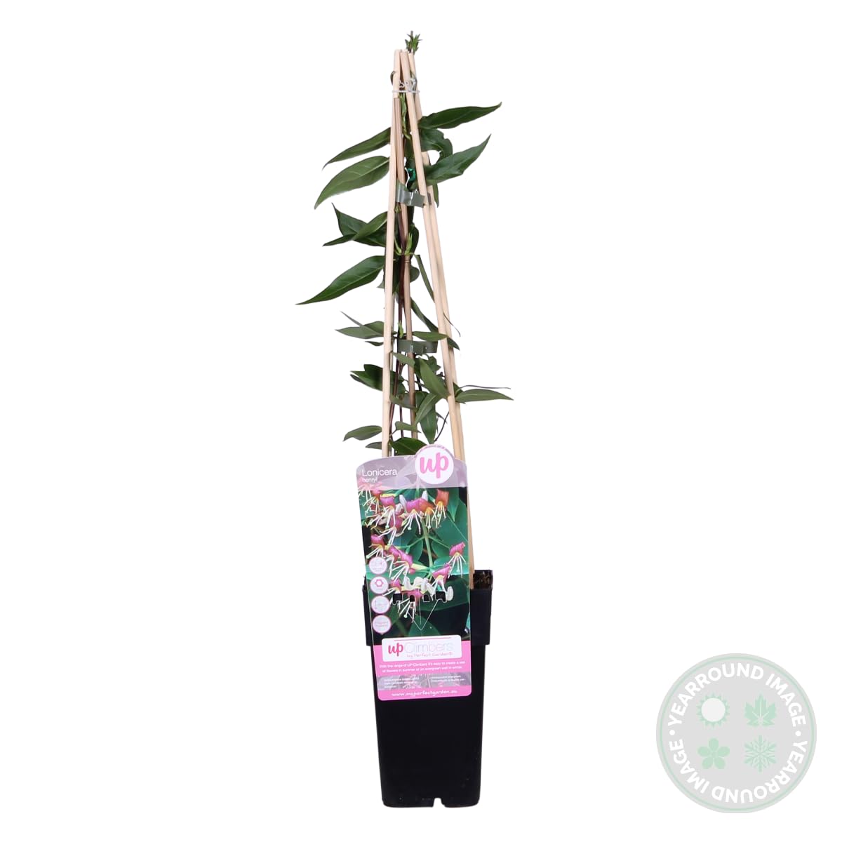 Bloomique - Lonicera henryi - Caprifoglio - Arancione e rosso - Rampicante - Pianta da giardino - Sempreverde - Resistente al freddo - Alta 50-70 cm - Vaso da 15 cm
