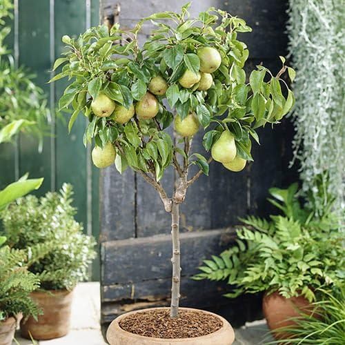 Mphmi Seedless Plant Fruit Plants Dwarf Rare Exotic Pear Fruit Live Plant (1 Healthy Live Plant In Polybag (B0D22B6G4S) Amazon Price History, Amazon Price Tracker